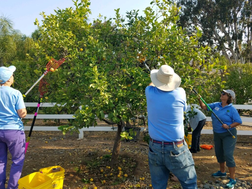 Group of volunteers picking a tree