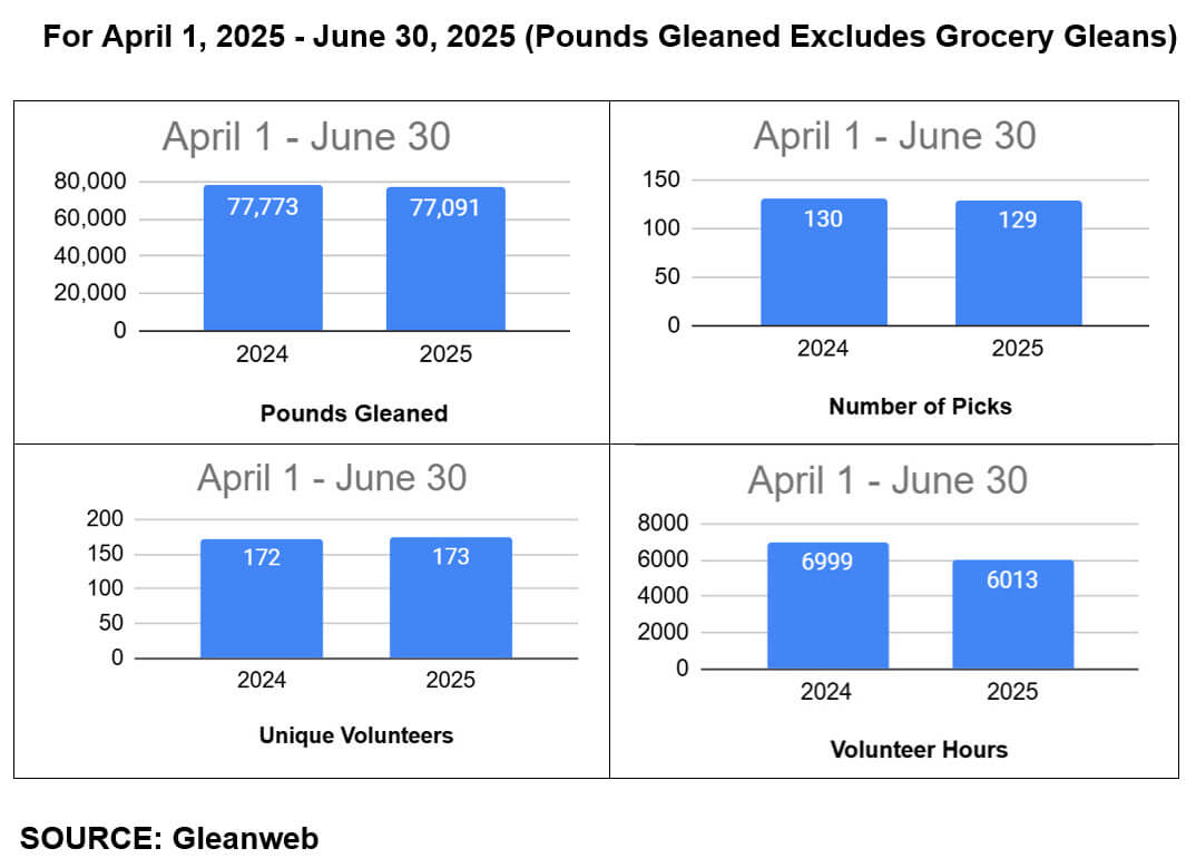 Bar charts from Gleanweb comparing gleaning data from April–June in 2024 and 2025