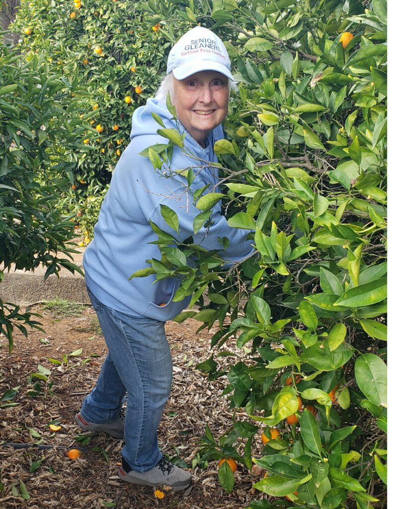 A woman in a blue shirt and hat harvests oranges from a tree, surrounded by lush greenery in an orchard.