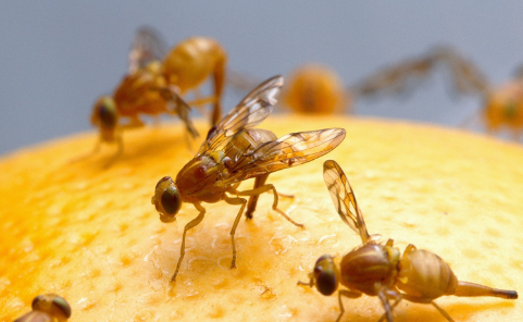 Several fruit flies with transparent wings are standing on the surface of a yellow-orange fruit, shown in close-up detail.